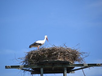 ein Storch im Nest