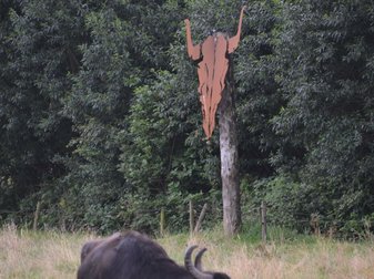 dunkler Ziegenbock auf einer Weide