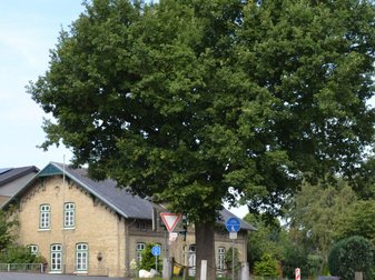 riesiger Baum vor einem Haus an einer Straße